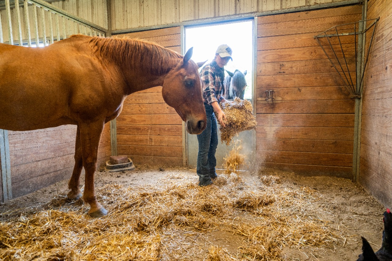 Image of a person putting hay in a stall with a horse.