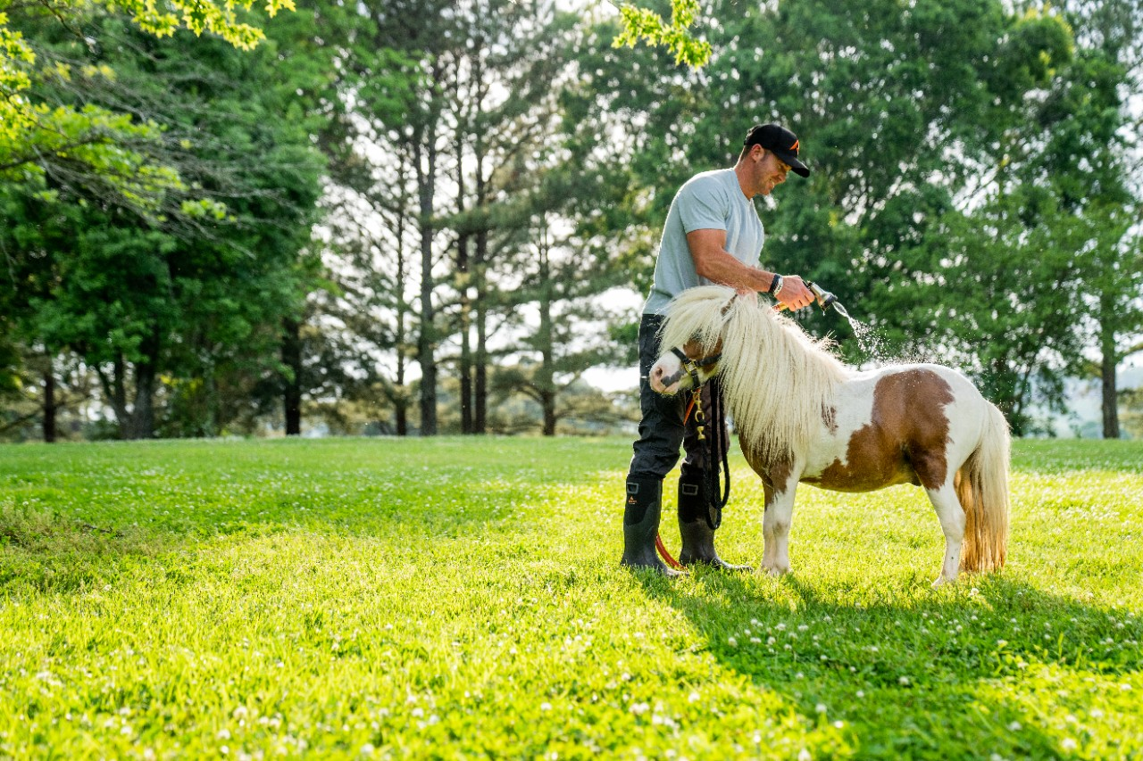 Image of a person bathing a mini horse.