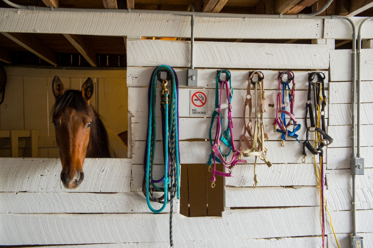 Image of a horse stall with tack hanging next to it.