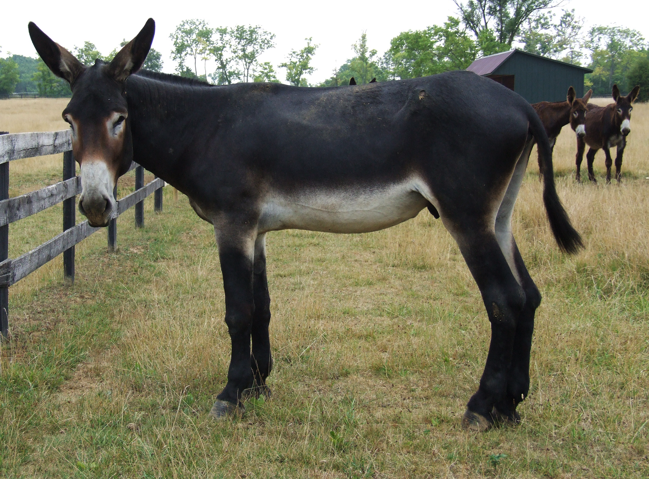 Image of a Mammoth donkey in a pasture.