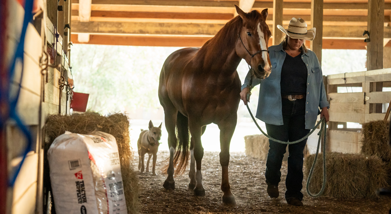 Shipping Fever in Horses: Prevention, Early Signs and Urgent Treatment
