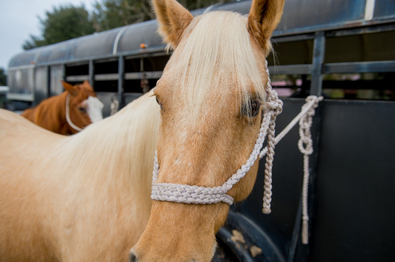 Image of two horses waiting by a horse trailer.
