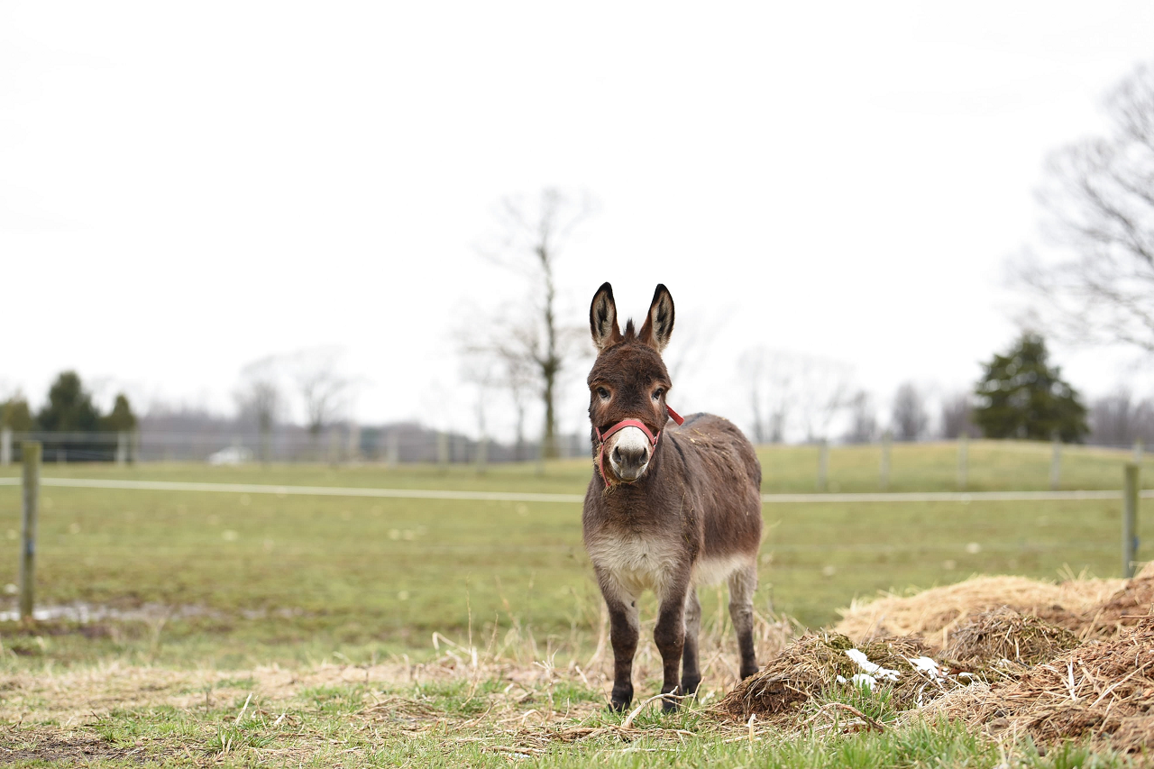 Image of a donkey standing next to a pile of hay.