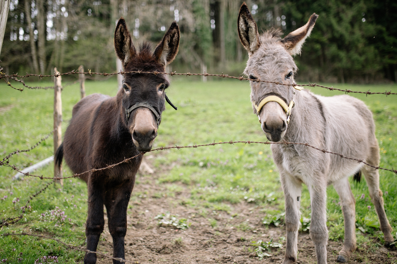 Image of two donkeys behind a barbed fence.