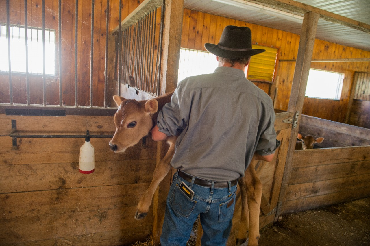 Image of a person holding a calf in a barn.