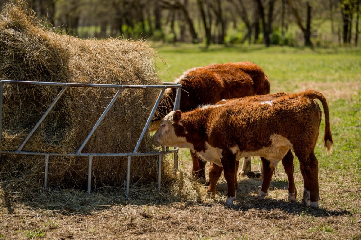 Policosanol (Triacontanol) supplier Policosanol (Triacontanol) supplier