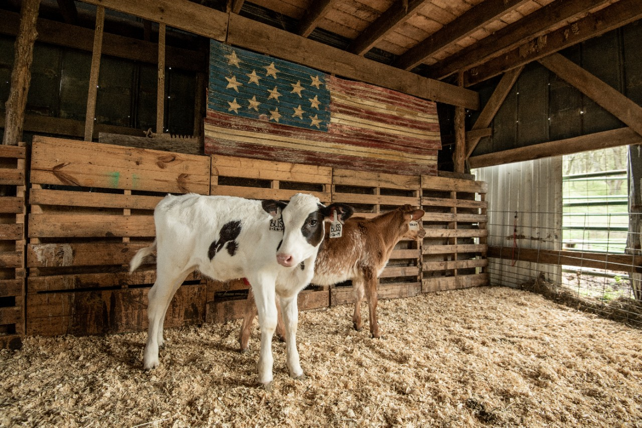 Image of two calves in a barn.