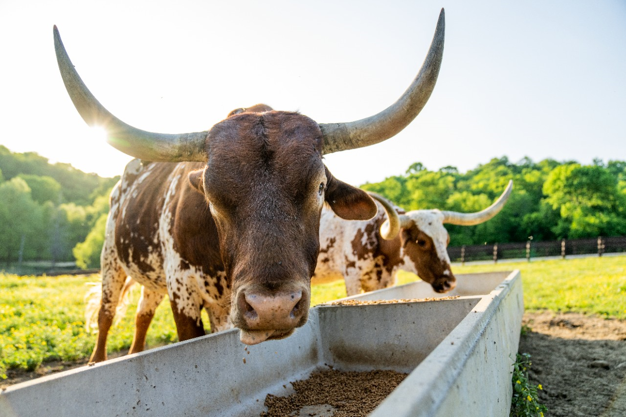 Image of a long-horn cow eating out of a trough.