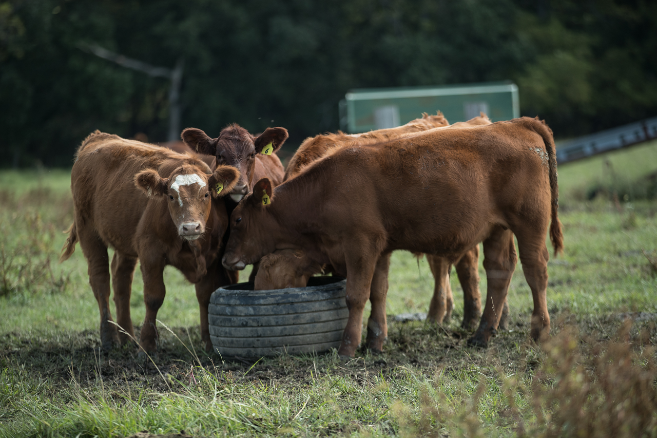 Image of a group of cattle eating in a pasture.