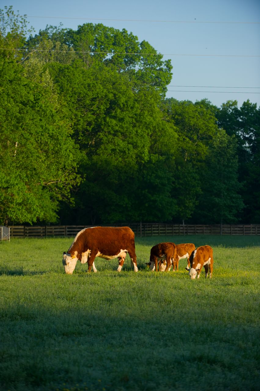 When and How to Wean Beef Calves 4 Weaning Methods Tractor Supply Co.