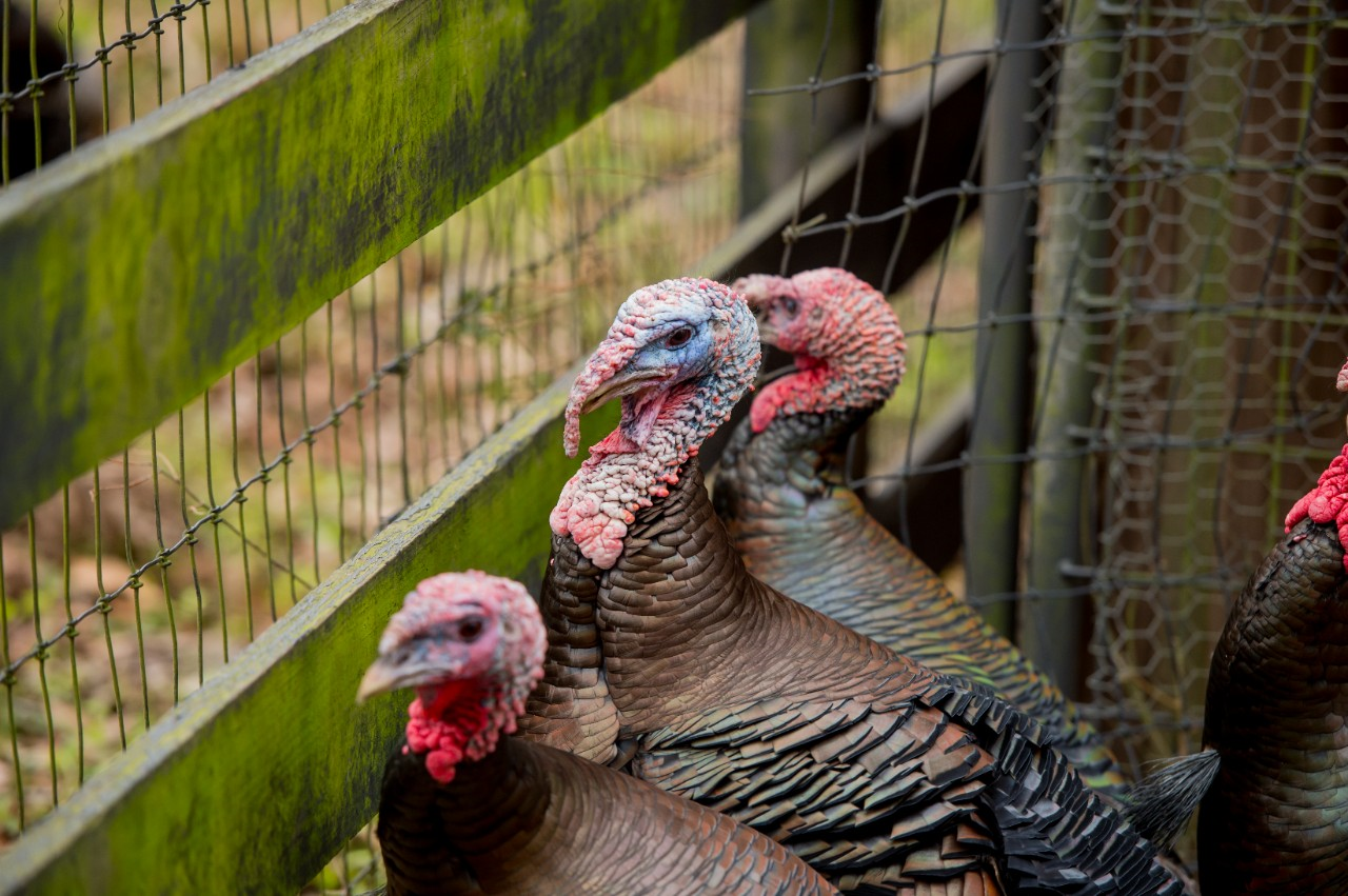Game Bird Feed: The Best Poultry Products for Your Flock