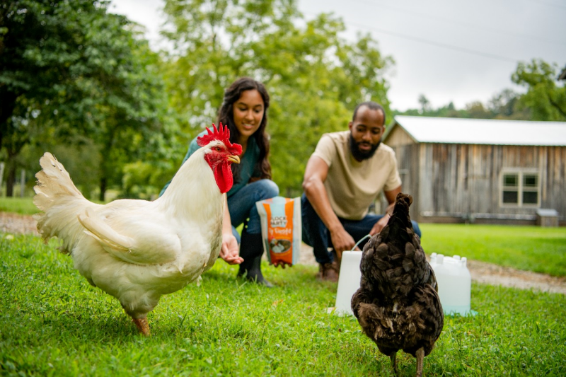 keeping chickens cool image
