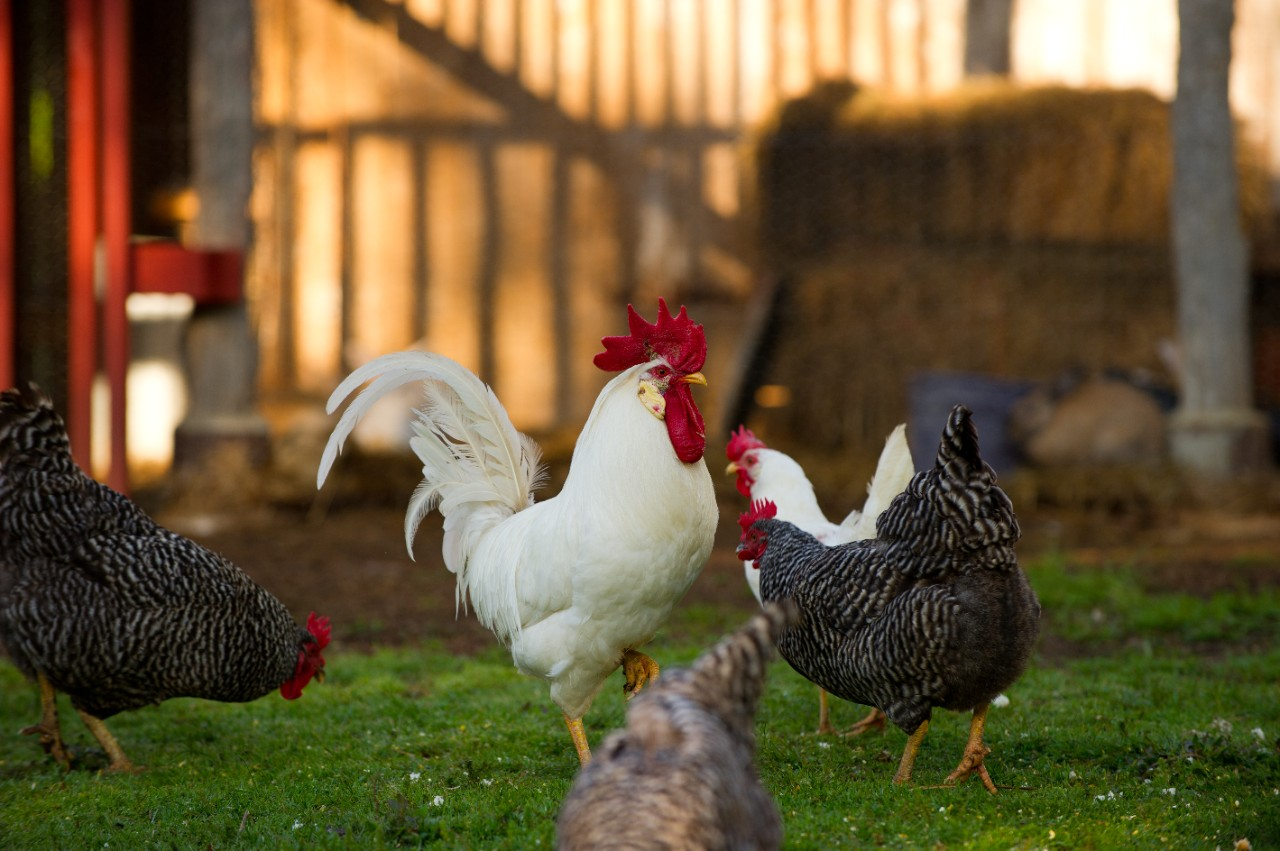 Image of a white rooster with hens.