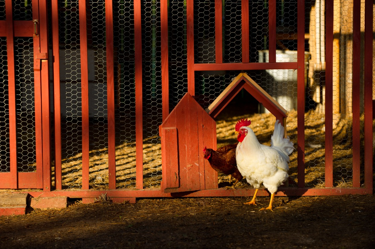 Image of a rooster and hen coming out of coop.
