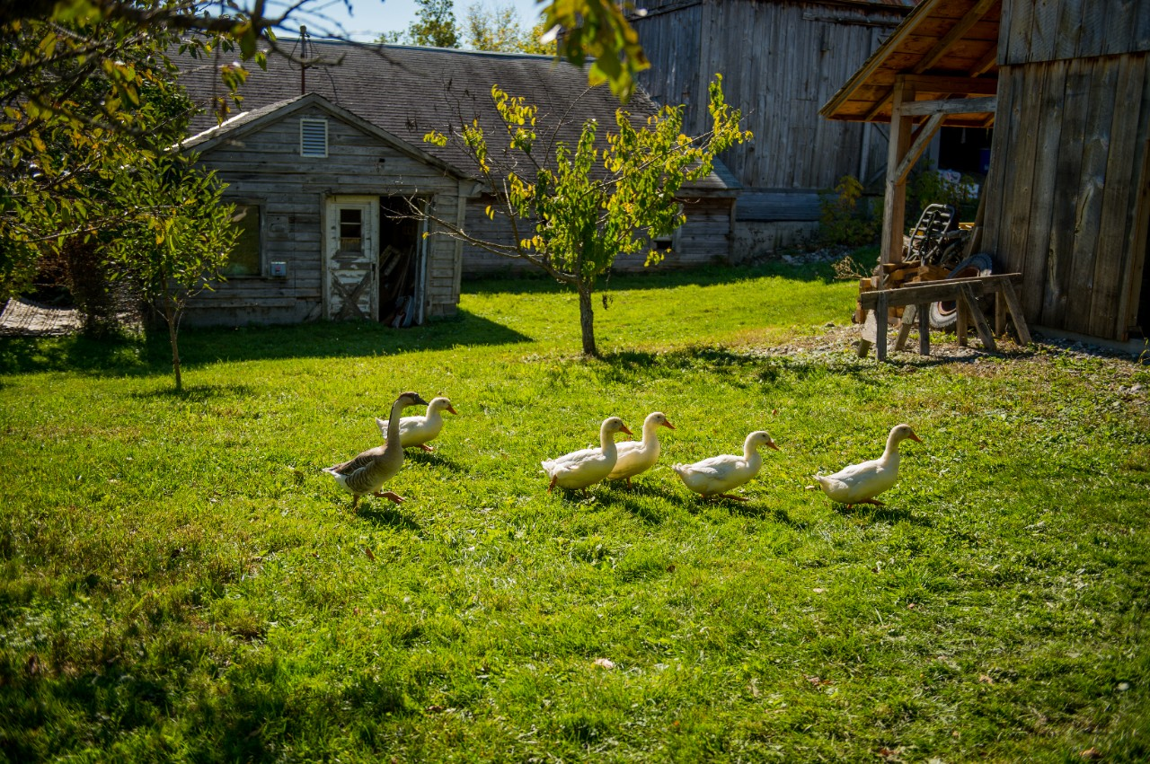 Image of ducks walking across a yard.