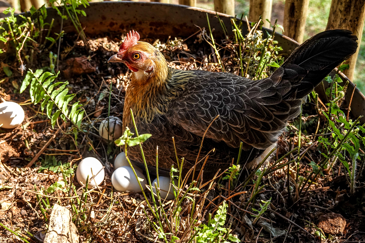 Image of a hen sitting on eggs.