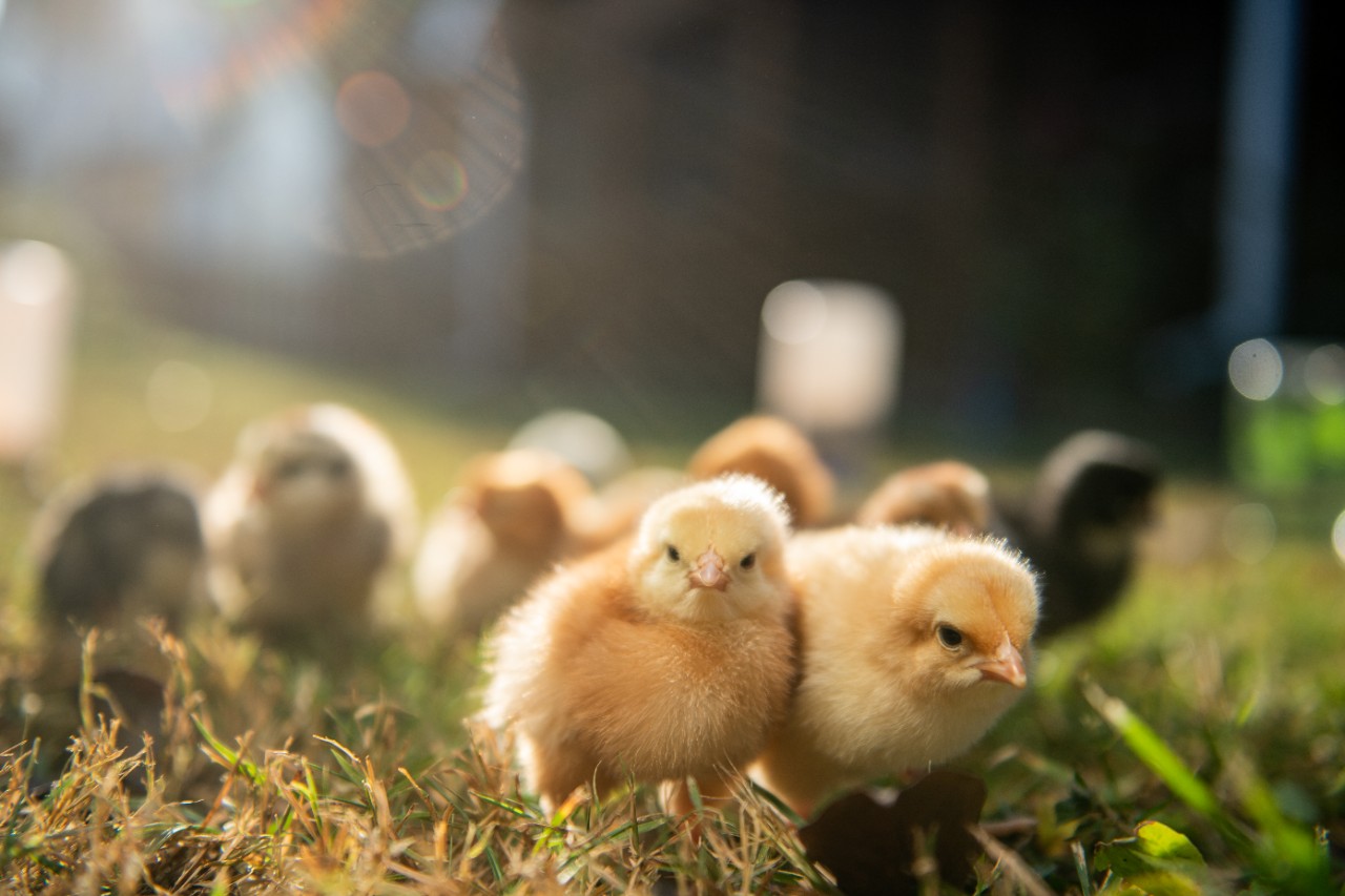 Image of baby chicks in backyard