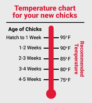Graphic of a thermometer with brooding temps from hatch to 5 weeks