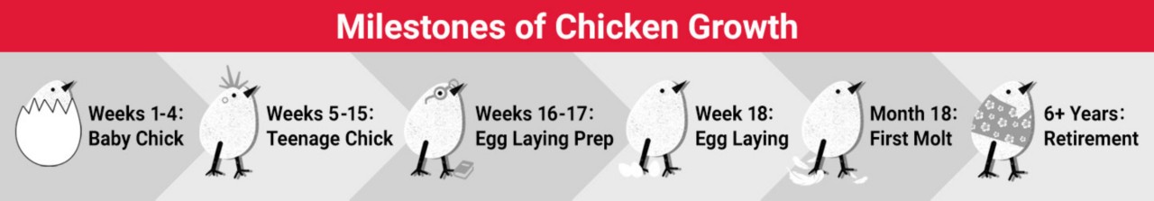 Graphic timeline of a chicken's life span from baby to retirement