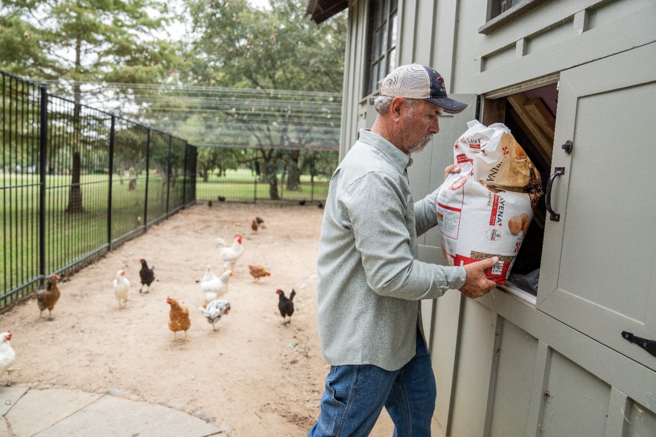 Image of human putting chicken feed into coop while flock watches 