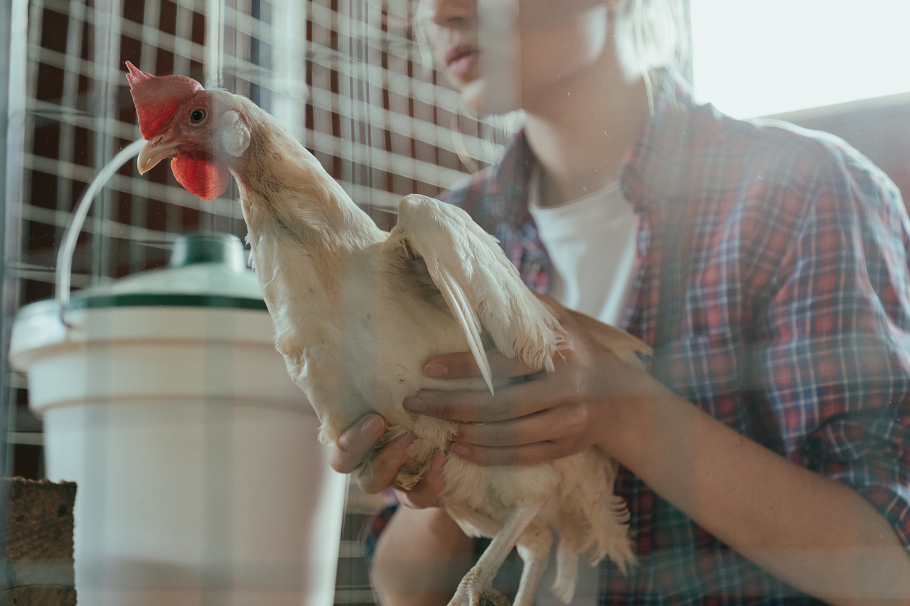 Image of woman holding a molting chicken