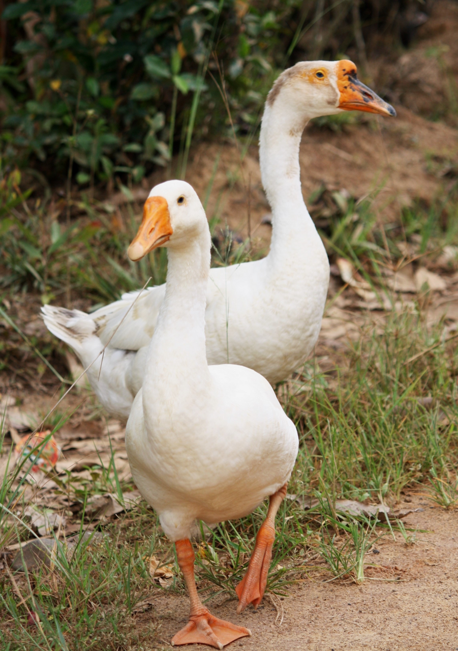 Image of two ducks walking.