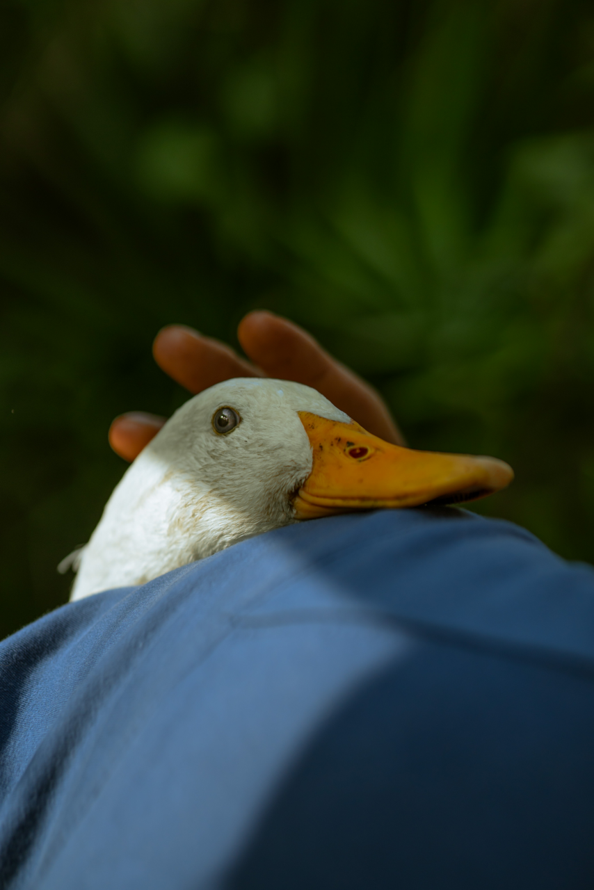 Image of a person holding a duck.