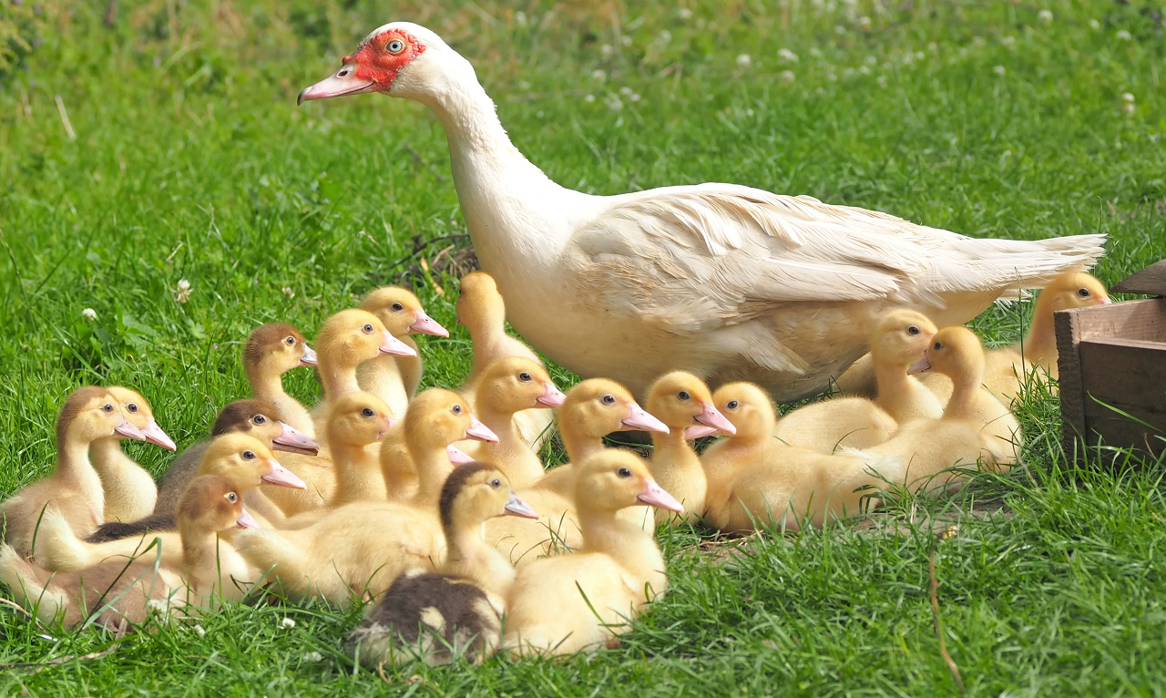 Image of an adult duck with 20 ducklings.