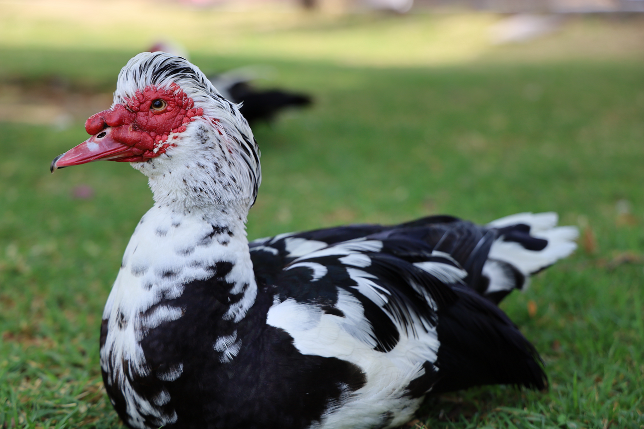 Image of a Muscovy duck sitting in grass.