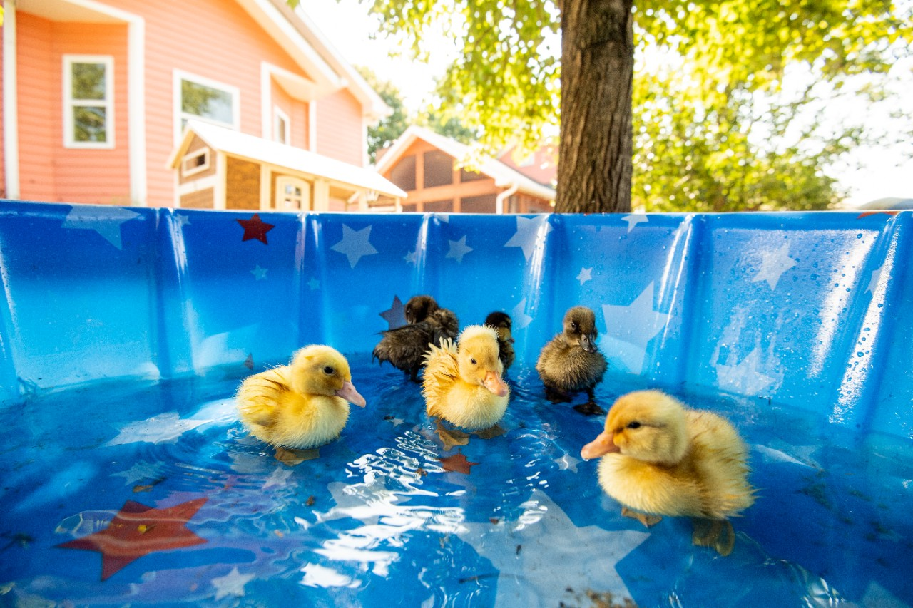 Image of ducklings swimming in a pool.