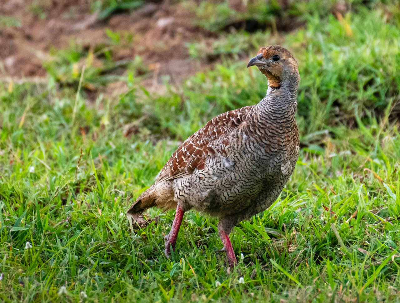 Image of a quail standing in grass.