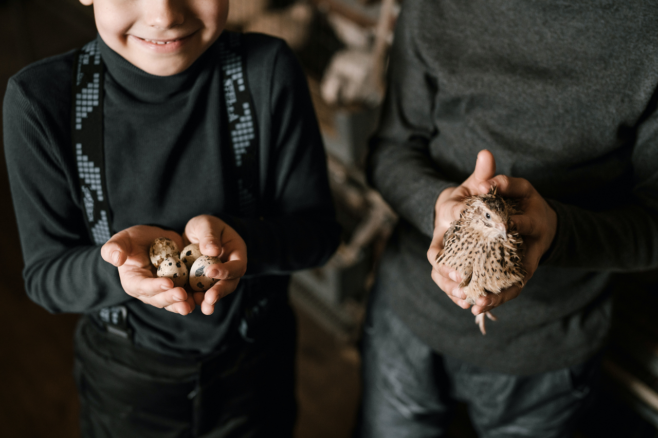 Image of someone holding quail eggs and another person holding a quail.
