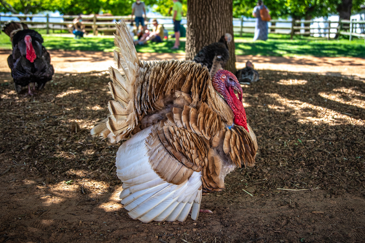 Image of a white and brown turkey.