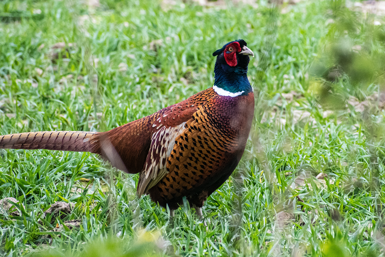 Photo of a pheasant in grass.