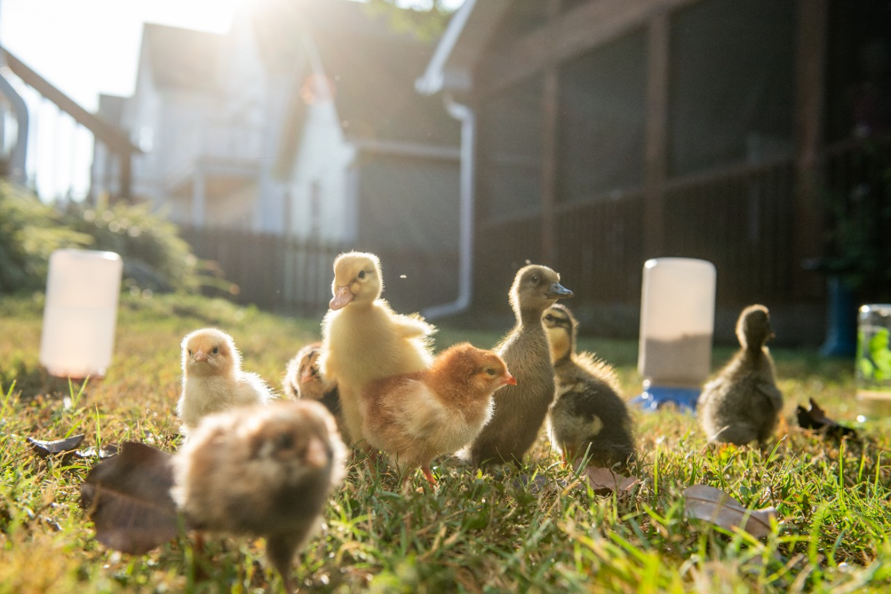 Image of a group of chicks and ducklings wandering in grass.