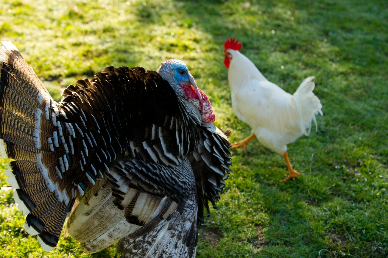 Image of a turkey and rooster walking in grass