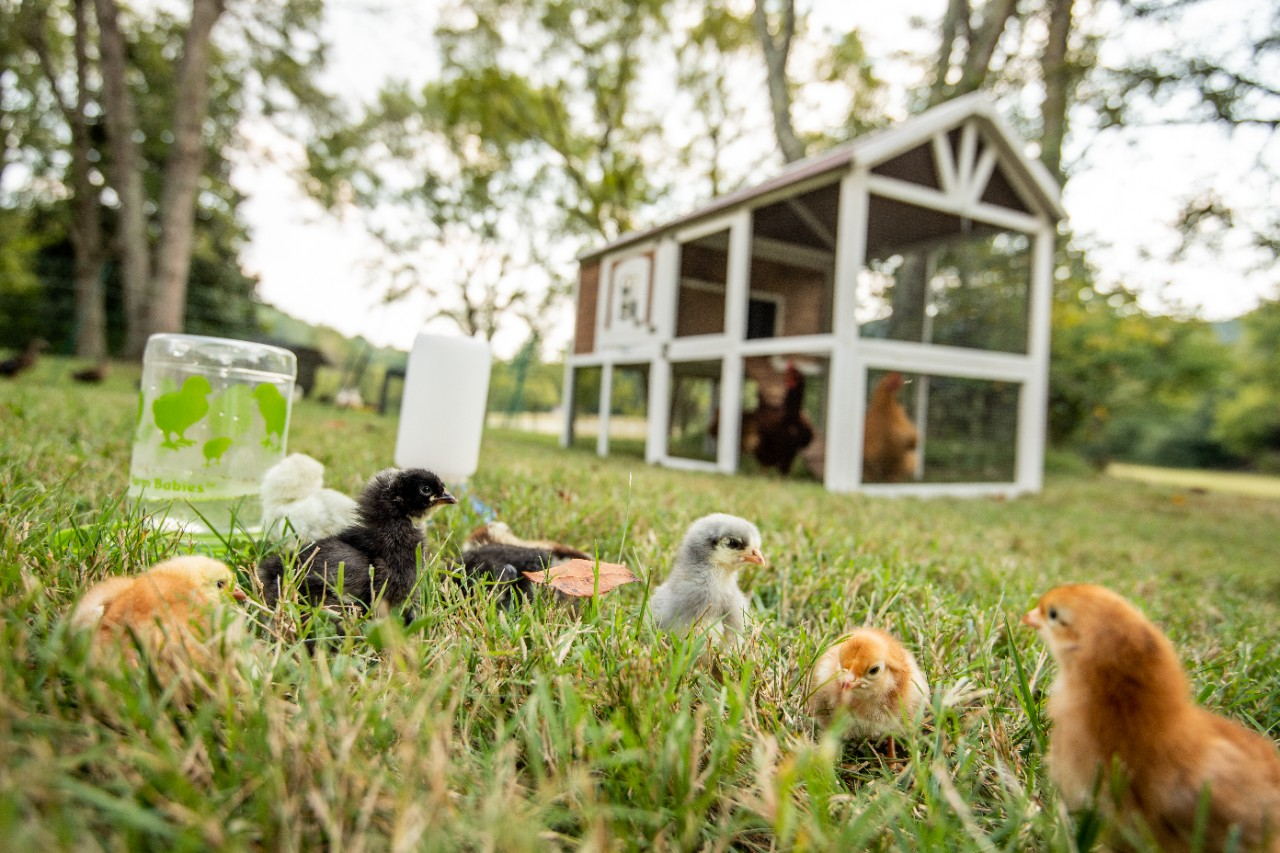 Image of chicks near a coop with adult chickens.