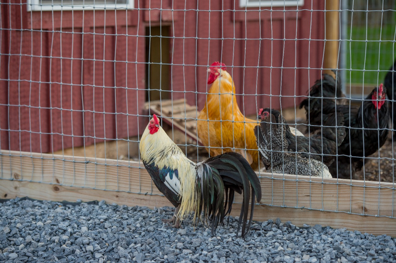Image of a new rooster and existing birds in separate pens.