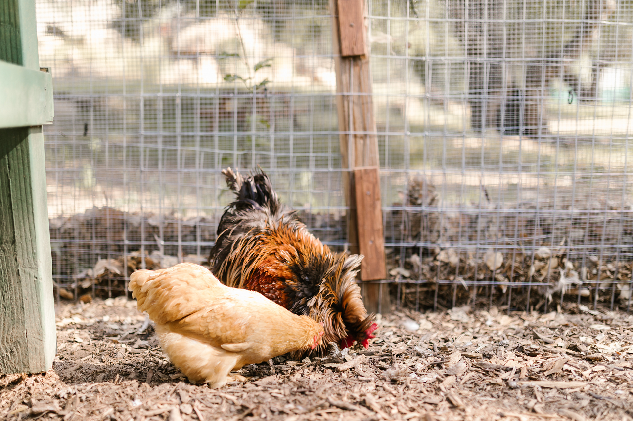 Image of two chickens in dirt.