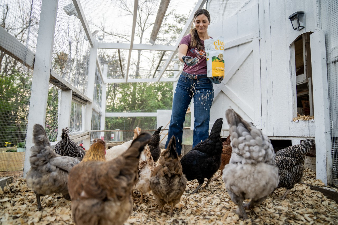 Image of a person feeding organic chicken feed to a flock.
