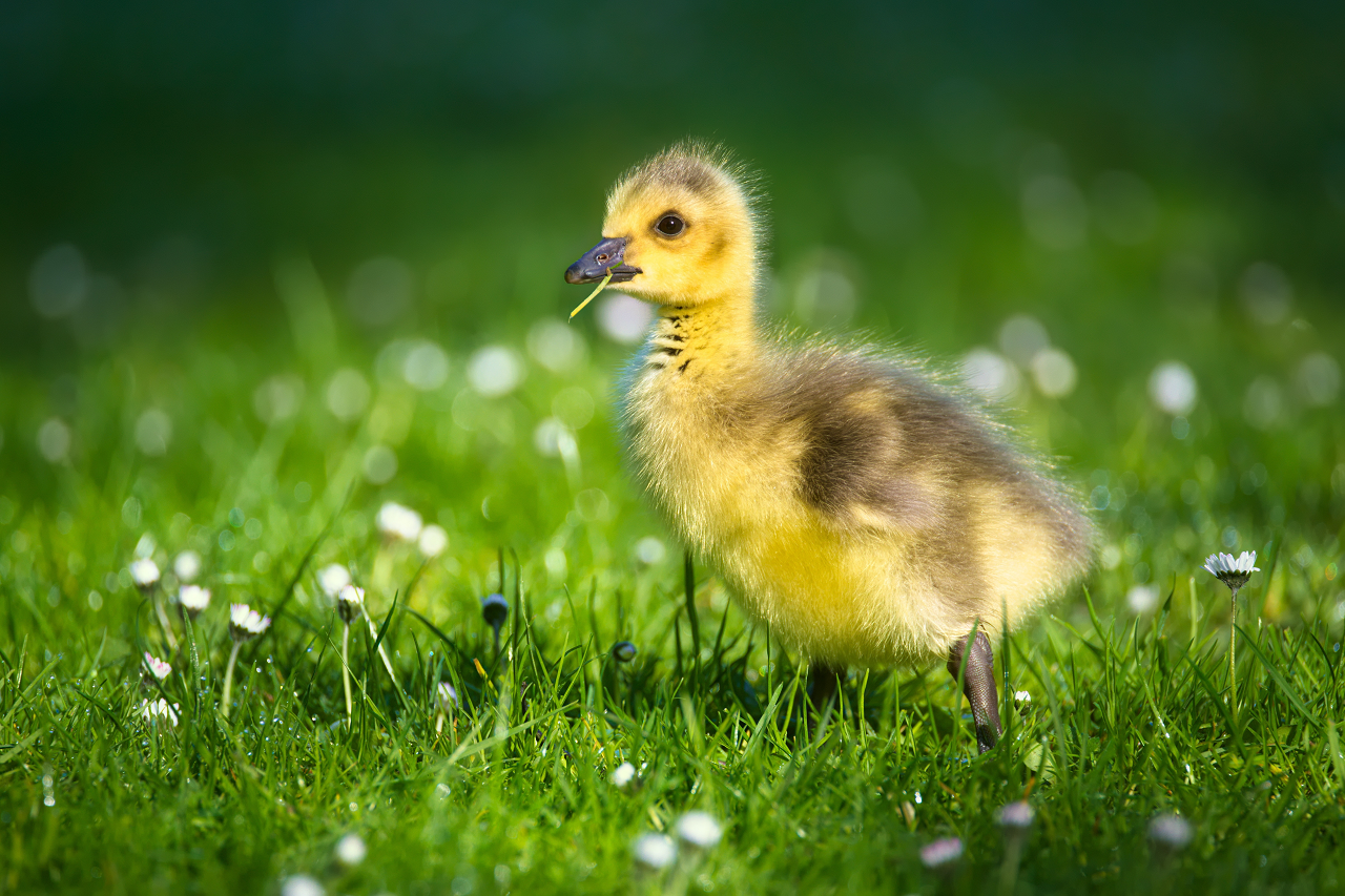 Image of a duckling in grass.