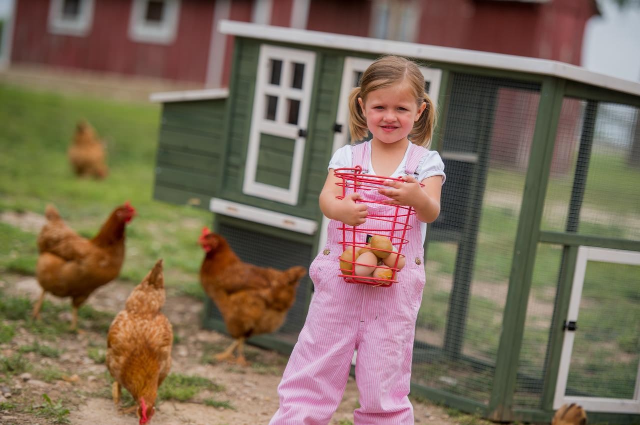 Raising Chickens for Eggs: A How-To Guide | Tractor Supply Co.