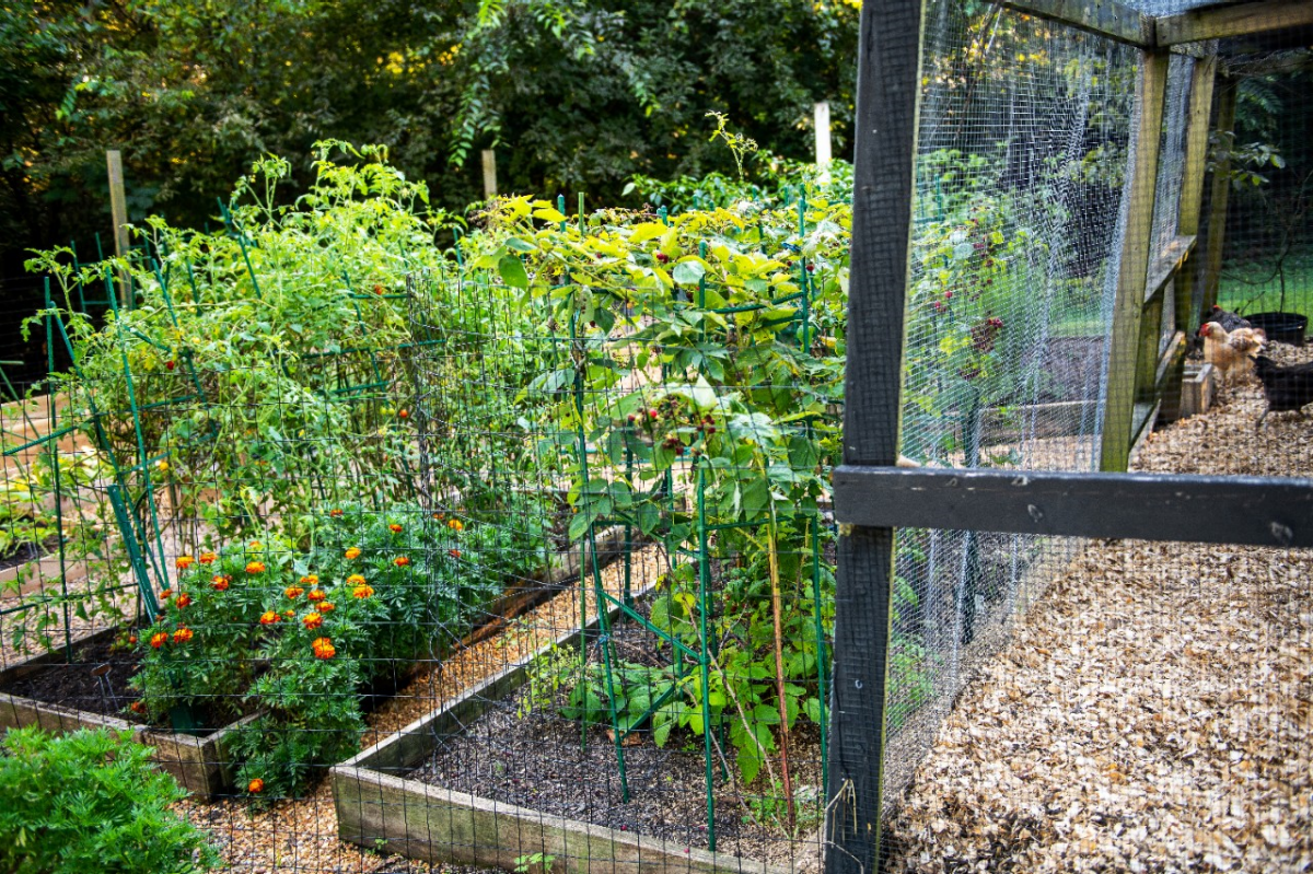 How to Safely Garden with Backyard Chickens | Tractor Supply Co.