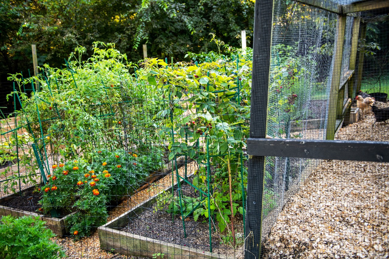 Image of raised garden beds in front of a chicken pen.