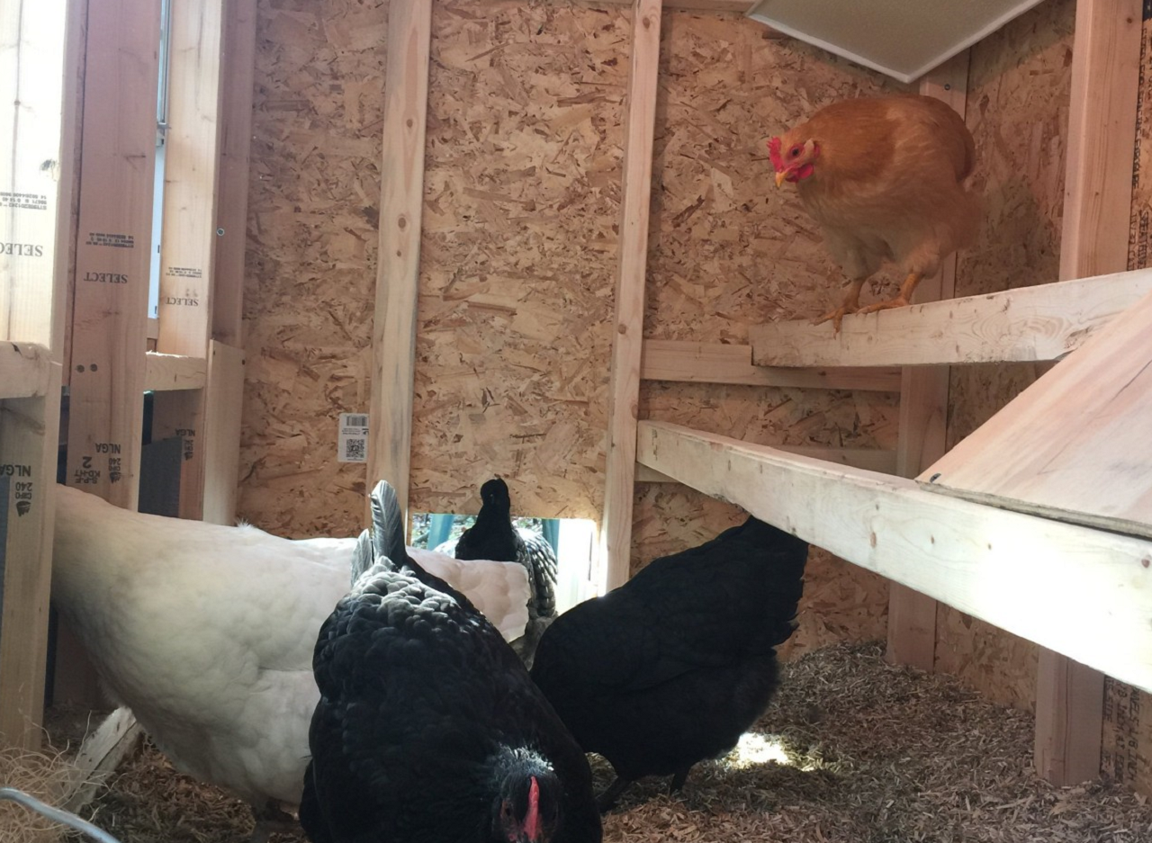 Image of chickens inside a coop.
