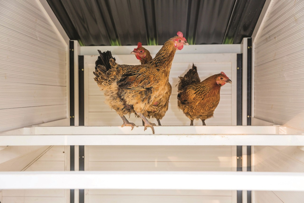 Image of three hens perching in a coop.