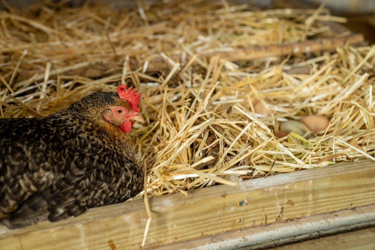 Image of a hen nesting in a nesting box.