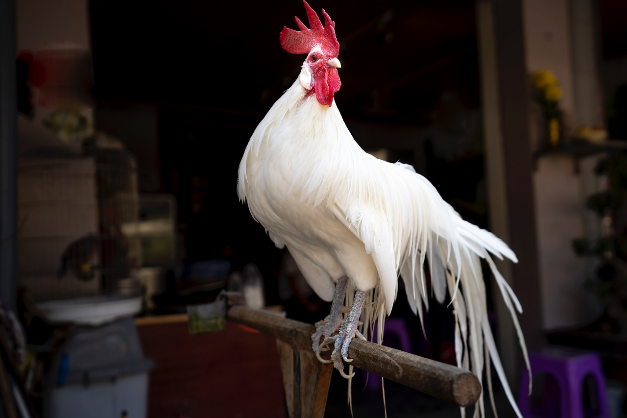 Image of a rooster on a wooden perch.