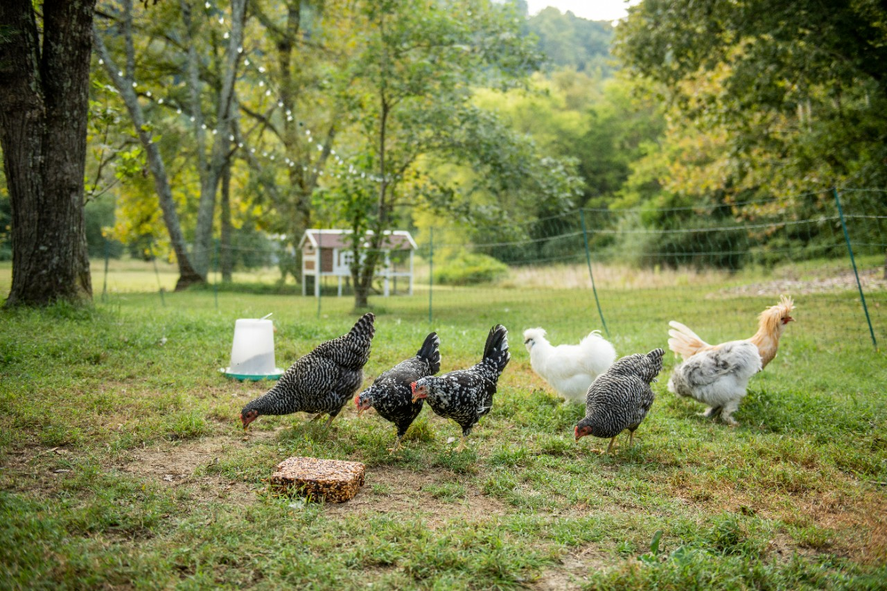 Image of chickens foraging near a Flock Block.