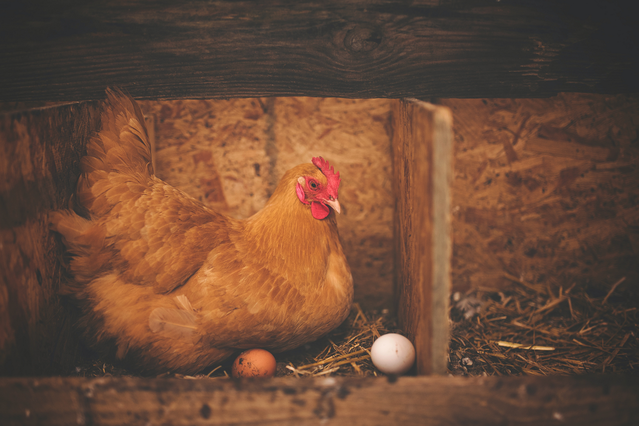 Image of a hen in a nesting box with two eggs.